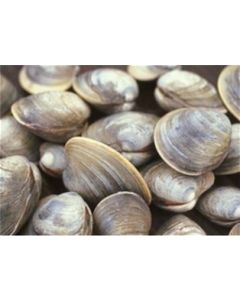 Little Neck Clams (Dozen)